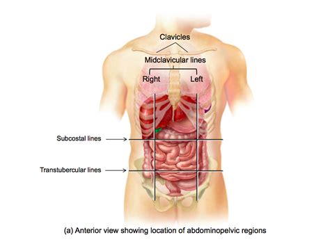 Abdominopelvic Regions Diagram Quizlet