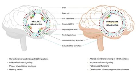 Upregulation Of A Protein In The Brains Of Patients With Neurodegenerative Diseases Due To Its