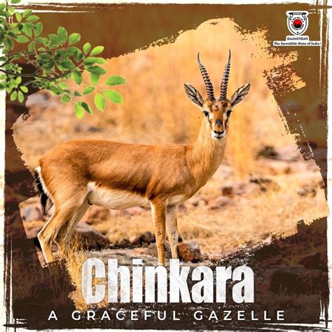 Chinkara