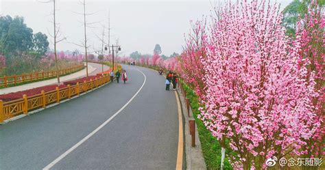 四川乐山绿心路如此高颜值，简直美哭乐山李举涛盛开期新浪新闻