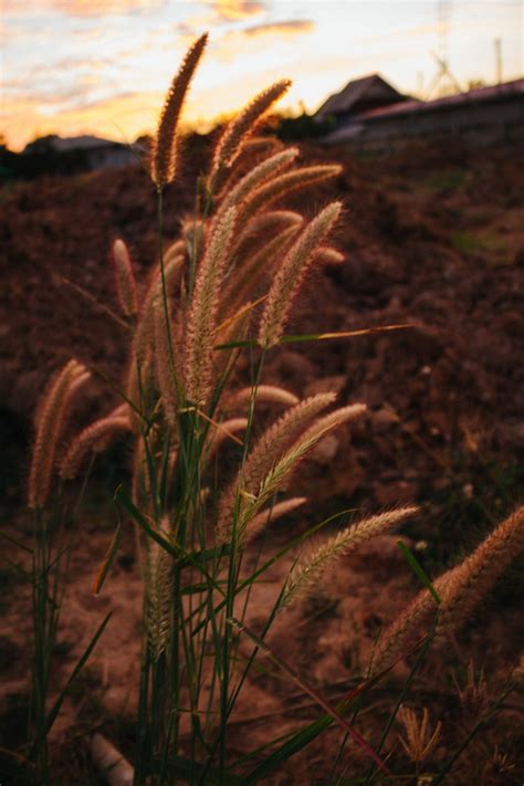 Fonte De Grama Relva Planta Foto Gratuita No Pixabay Pixabay