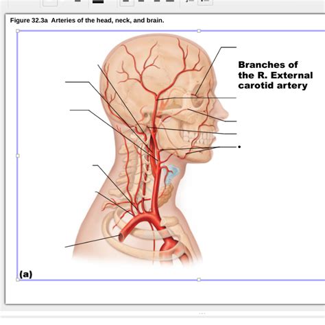 BSC 2086 Artery Diagram Quizlet