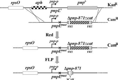 Map of the pnpL pnp 871 mutations The pnp 5 Ј and 3 Ј UTRs are