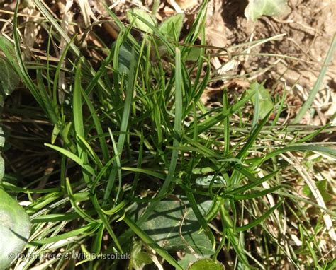 Dwarf Sedge Carex Humilis Species Wildbristoluk