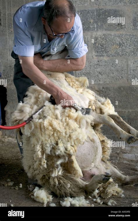 Sheep Shearing Carmarthenshire Wales Stock Photo Alamy