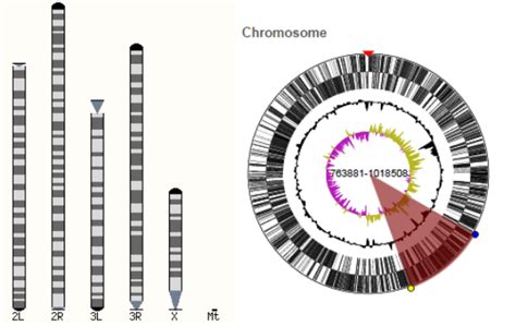 Ensembl Genomes Encyclopedia Mdpi