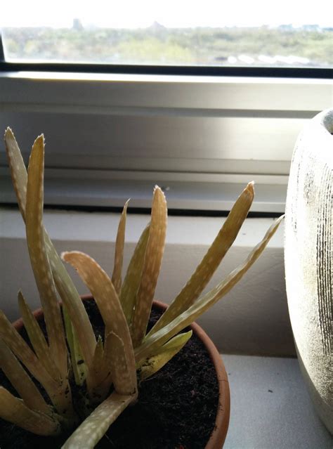 Why Aloe Is Wilting And Browning What Causes A Brown Aloe Vera Plant Artofit