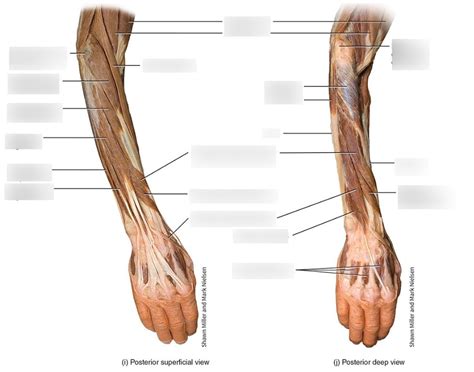 Extensor Muscles Posterior Compartment Of Forearm Diagram Quizlet