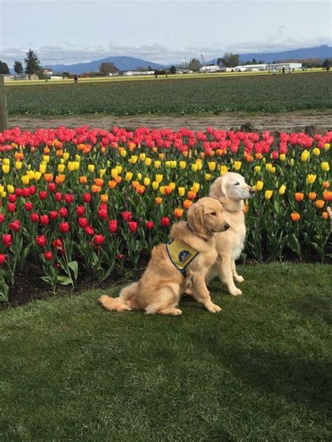 Rt Barbara Skagit Valley Tulip Festival Washington State T