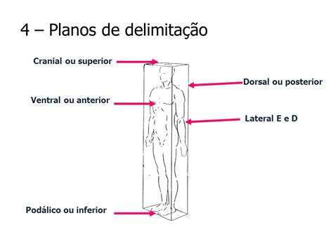 Planos De Delimitacao