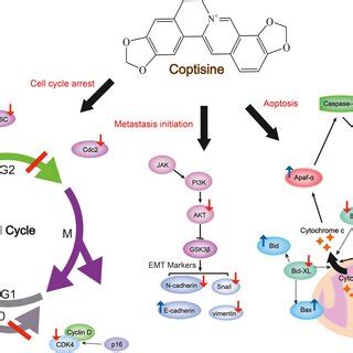 Schematic Summaries Of Coptisine S Anticancer Targets Coptisine