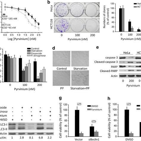 Pyrvinium Inhibits The Transcription Of Some Autophagy Genes A Hela