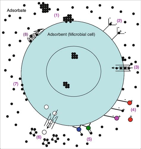 7 Diagrammatic representation of different mechanisms of biosorption ...