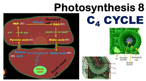 Photosynthesis C Cycle Photosynthesis Hatch Slack Pathway