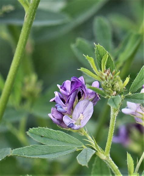 Medicago Sativa Ii Saat Luzerne Artengruppe Medicago Sa Flickr