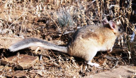 Maimo And Zoology The Bushy Tailed Woodrat