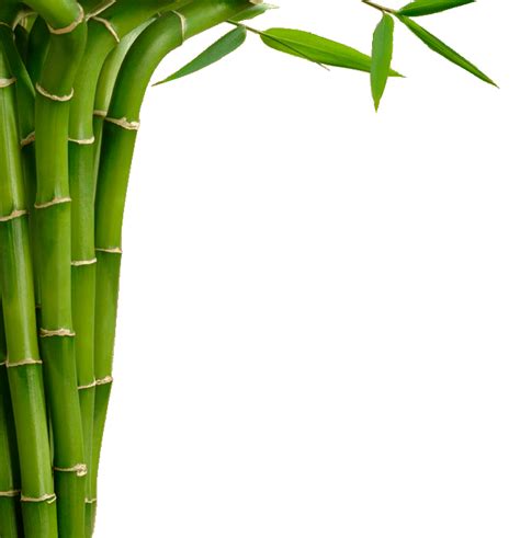 Animated Bamboo Driverlayer Search Engine Hot Sex Picture