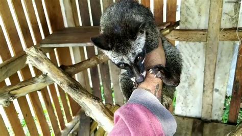 Cara Menjinakan Musang Bulan Dan Musang Pandan Dengan Cepat Youtube