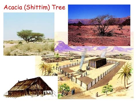 Acacia Shittim Tree Gates Of Hades