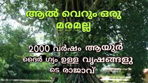 Importance Of Aalmaram Banyan Tree ആൽമരത്തിന്റെ പ്രസക്തി ആൽമരം