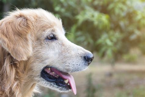 Estos Son Los Síntomas Del Alzheimer En Los Perros