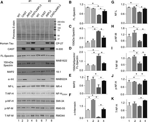 Specific Calpain Inhibition By Calpastatin Prevents Tauopathy And