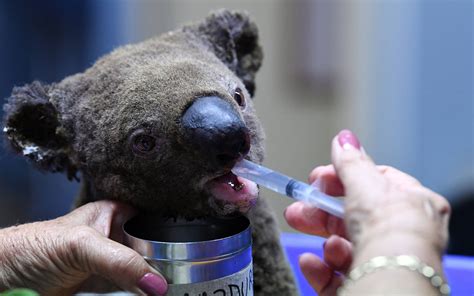 Australien Buschbr Nde Bedrohen Koala B Ren Tiere Werden Im Koala