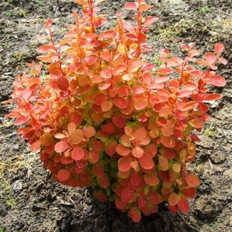 Berberis Thunbergii Orange Ice Achat Epine Vinette