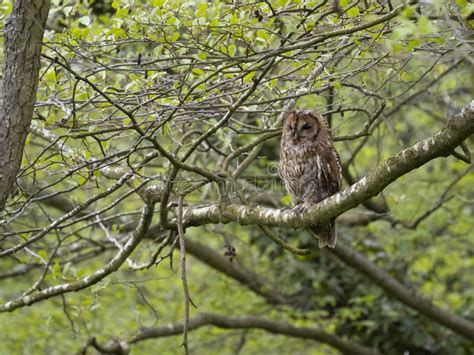 Tawny Owl Strix Aluco Stock Image Image Of Bird Tawny 278845147