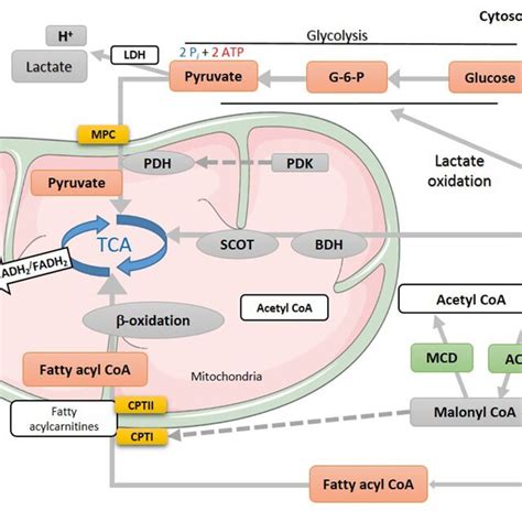 Energy Metabolism In Normal Heart Various Metabolic Pathways