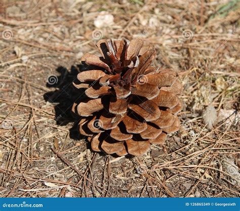 Single Open Pine Cone On Woodland Floor Stock Image Image Of Cone