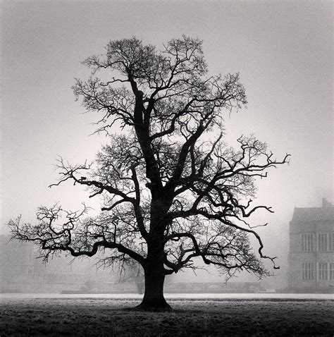 Timber! Michael Kenna's magical trees – in pictures | Tree photography, Tree silhouette, Black ...