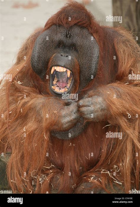 Orangutan showing teeth hi-res stock photography and images - Alamy