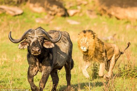 Moritz Stragholz Captures 2 Prowling Lions Attack A Large Buffalo In