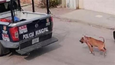 La Polizia Lega Un Cane All Auto Di Pattuglia E Lo Trascina Rabbia In