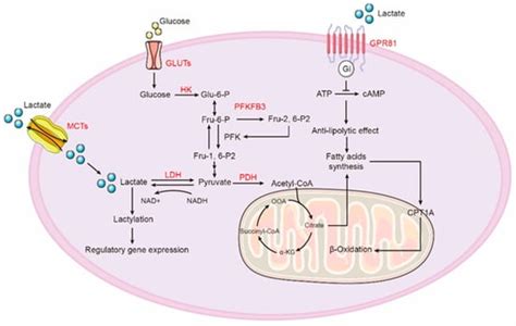 Ijms Free Full Text Glycolysis Reprogramming In Idiopathic Pulmonary Fibrosis Unveiling The