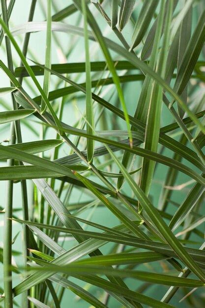 Premium Photo Tropical Background With Palm Leaf On Green Close Up