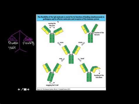 immunology isotypes  antibodies youtube