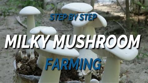 Milky Mushroom Farming Calocybe Indica Step By Step Youtube