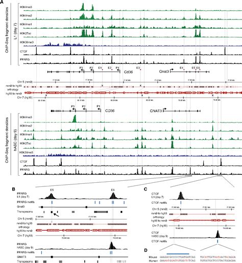 Figure 5 From Comparative Epigenomic Analysis Of Murine And Human