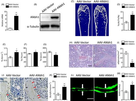 Alkbh Mediated Dna N Methyladenine Modification Regulates Bone Marrow