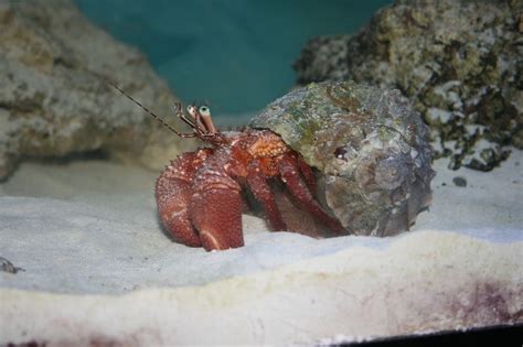 Giant Hermit Crab Coral Life Hermit Crab Reef Tank