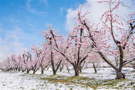 Meteo Primavera Pazzerella Con Aprile Torna La Pioggia Poi Freddo E Neve