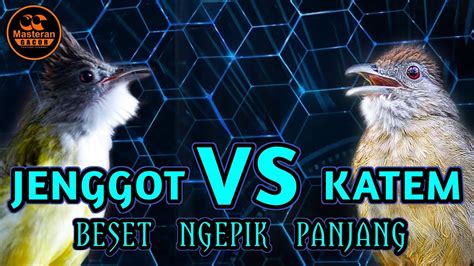 KAPAS TEMBAK VS CUCAK JENGGOT GACOR NGEPIK BESET PANJANG COCOK BUAT