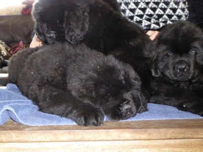 A trio of Black Newfoundland puppies breed by Stelamah | Puppy breeds, Newfoundland puppies, Puppies