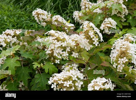 Hydrangea Quercifolia Hi Res Stock Photography And Images Alamy