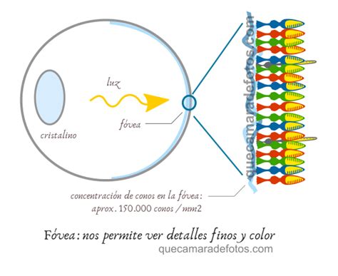 Ilustrar Clínica Cada semana percepción del color por el ojo humano