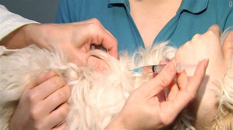 Pet Vaccinations Are No Longer One Size Fits All