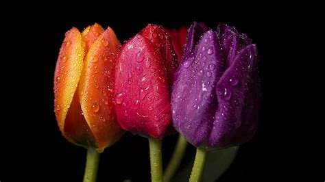 Rose Flower Macro Water Drops Hd Naturaleza Flor Macro Agua Gotas