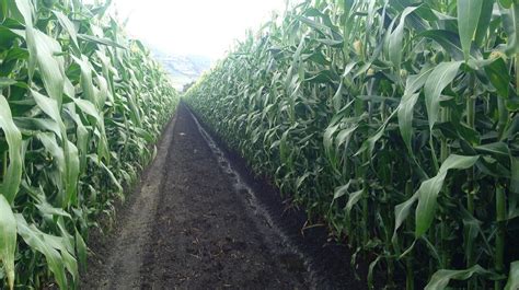 Promueve Gem Buenas Prácticas Agrícolas Entre Las Y Los Productores